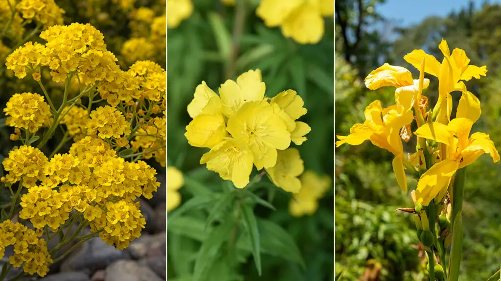 types of yellow flowers hero