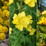types of yellow flowers hero