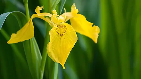 yellow Iris