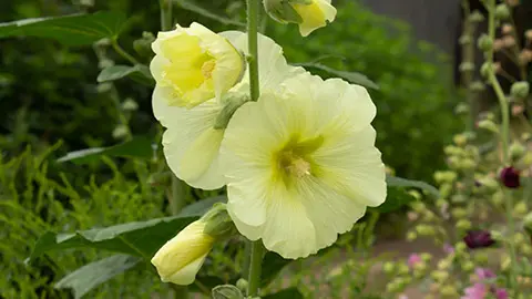Yellow malva flower