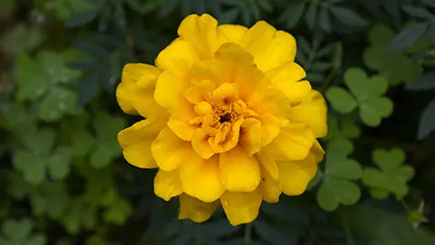 yellow marigold flowers in fall seasonal.