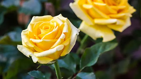 Beautiful yellow rose flower.