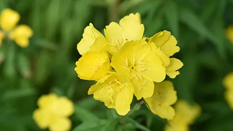 Oenothera fruticosa jaune au printemps au jardin