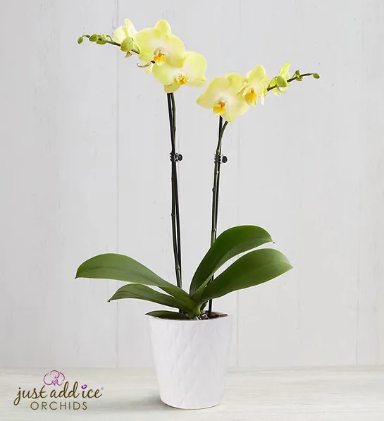 types of yellow flowers sunshine orchid
