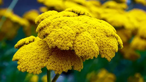 Yarrow Achillea Filipendulina Flower