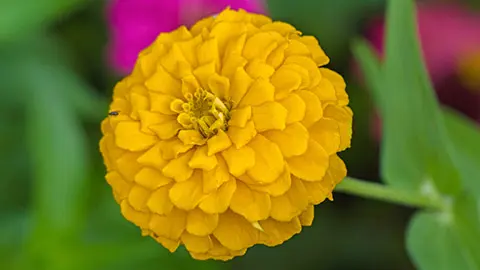 Detailed close up of a large and vibrant yellow zinnia flower