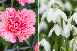January Birth Flowers: All About the Carnation & Snowdrop