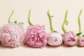 Peony Power! Meet Our 2024 Flower of the Year