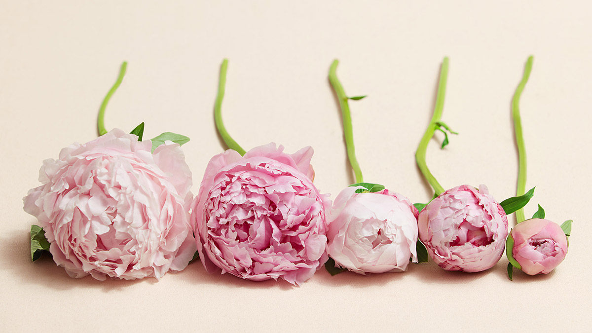 Peony: The 2024 Flower of the Year