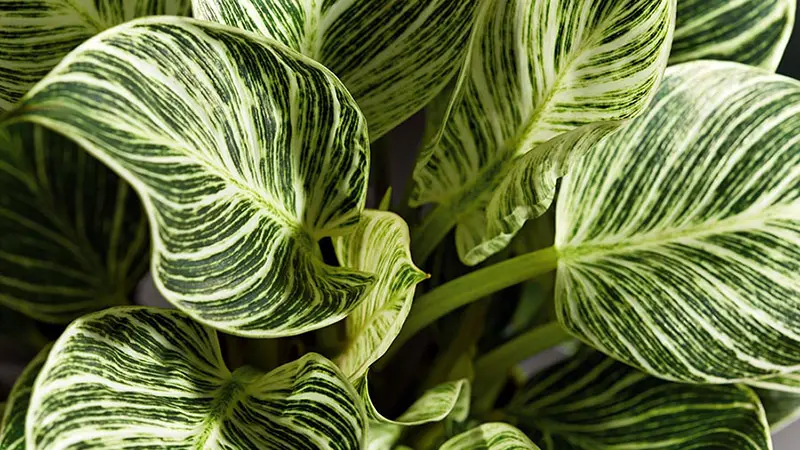 philodendron leaves closeup
