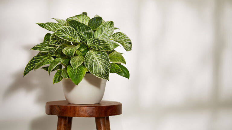 Get Your Fill of the Philodendron, the 2024 Plant of the Year