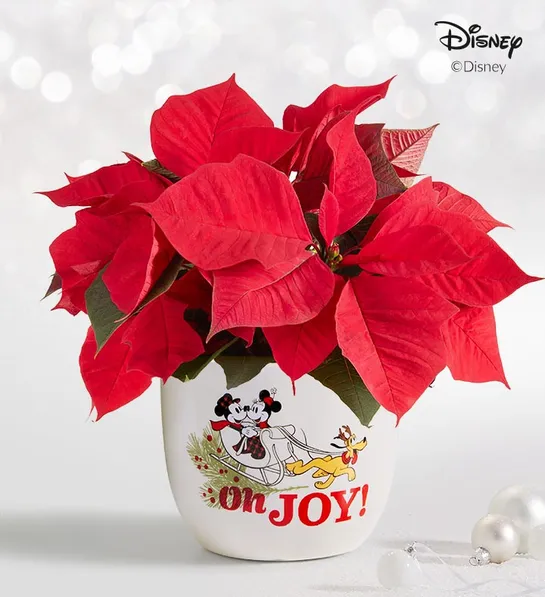 poinsettia care Disney Mickey Mouse Minnie Mouse Poinsettia