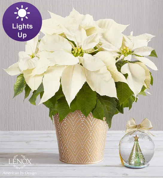 poinsettia care Silent Night White Poinsettia