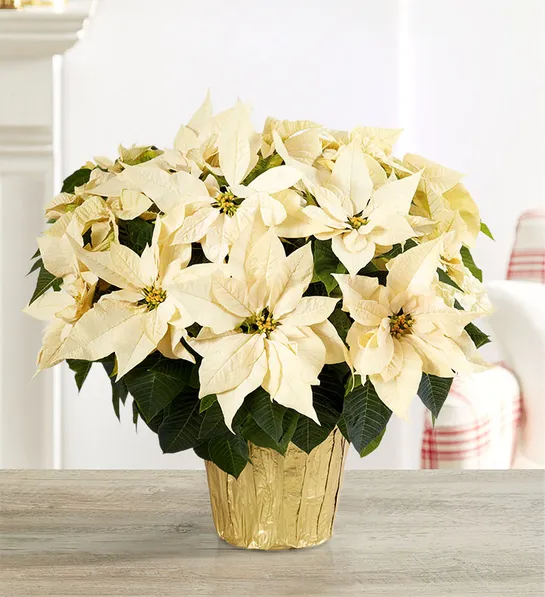 poinsettia facts White Holiday Poinsettia Floor Plant