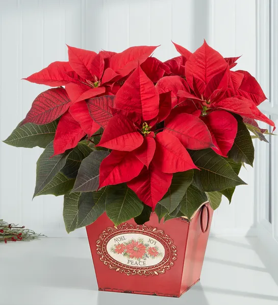 poinsettia facts holiday traditions poinsettia