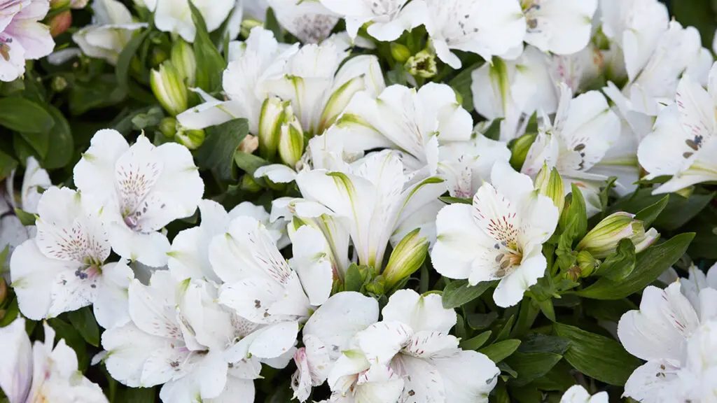 Astroemeria white flowers background with buds and leaves