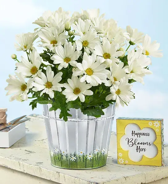 types of white flowers Happy Daisy