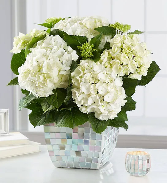 types of white flowers Majestic Mosaic Hydrangea