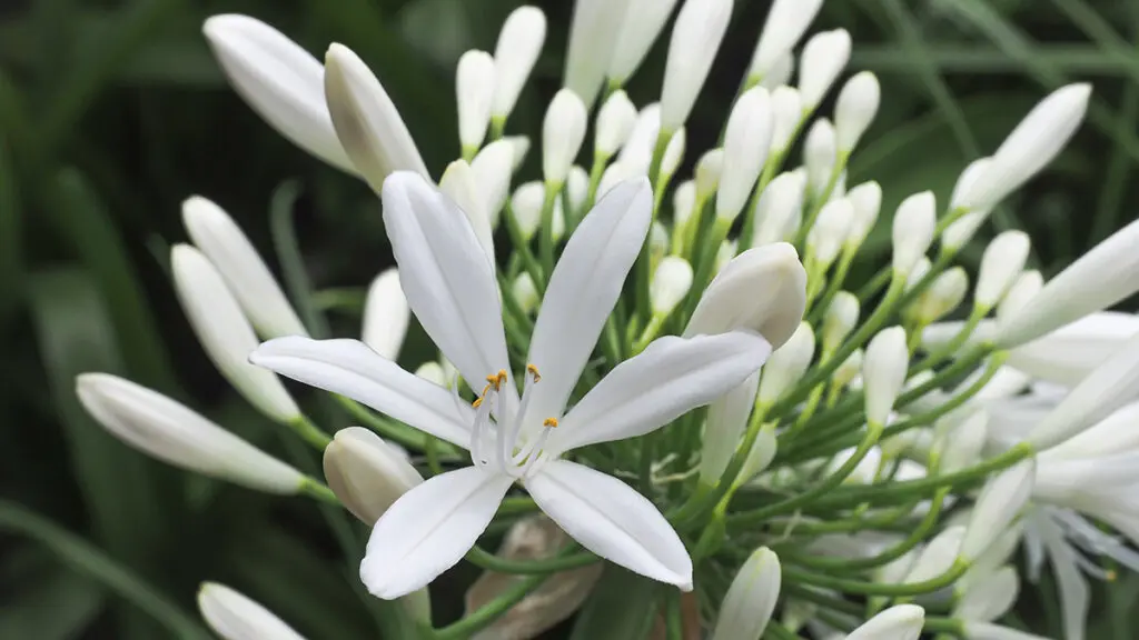 Agapanthus Africanus Albus, white lily flower, close up. African