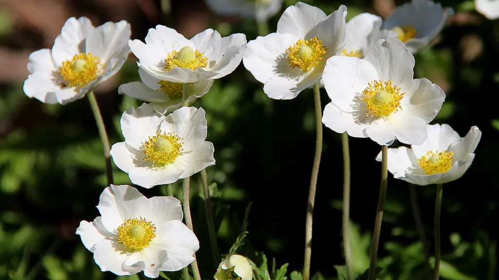 White anemone flowers. White anemone macro close up in nature. A