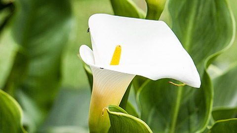 types of white flowers calla lily