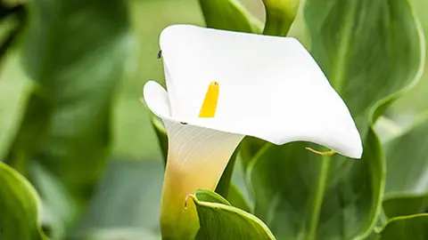 types of white flowers calla lily