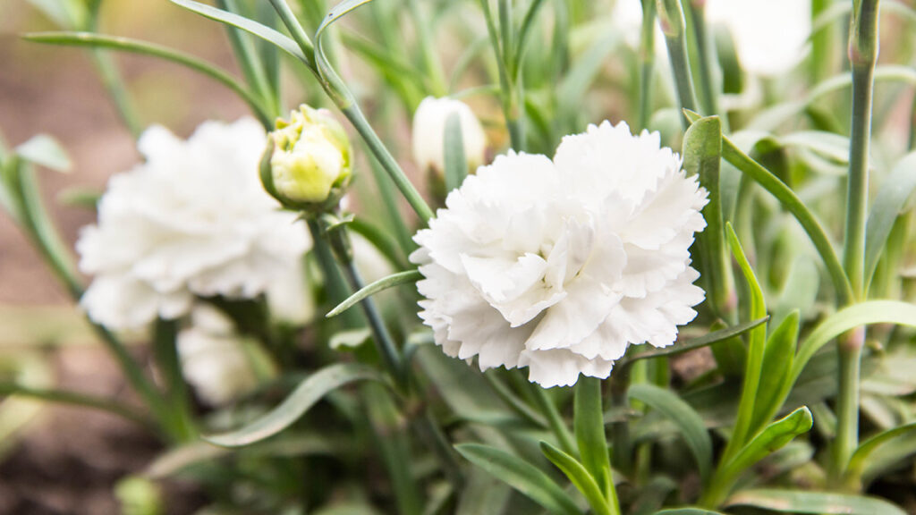 flowering of white carnations in the garden outdoor