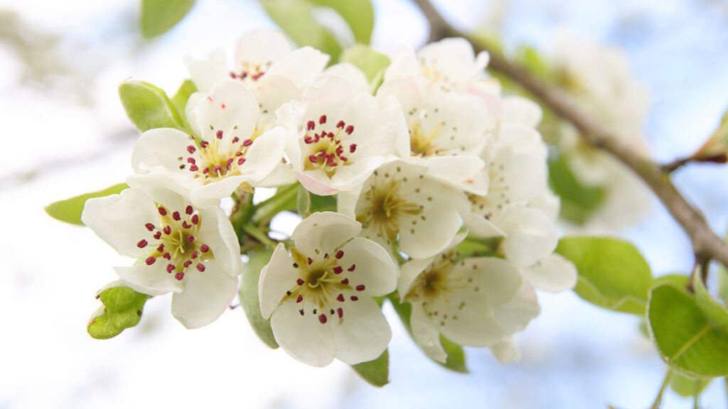 White cherry blossoms on a branch
