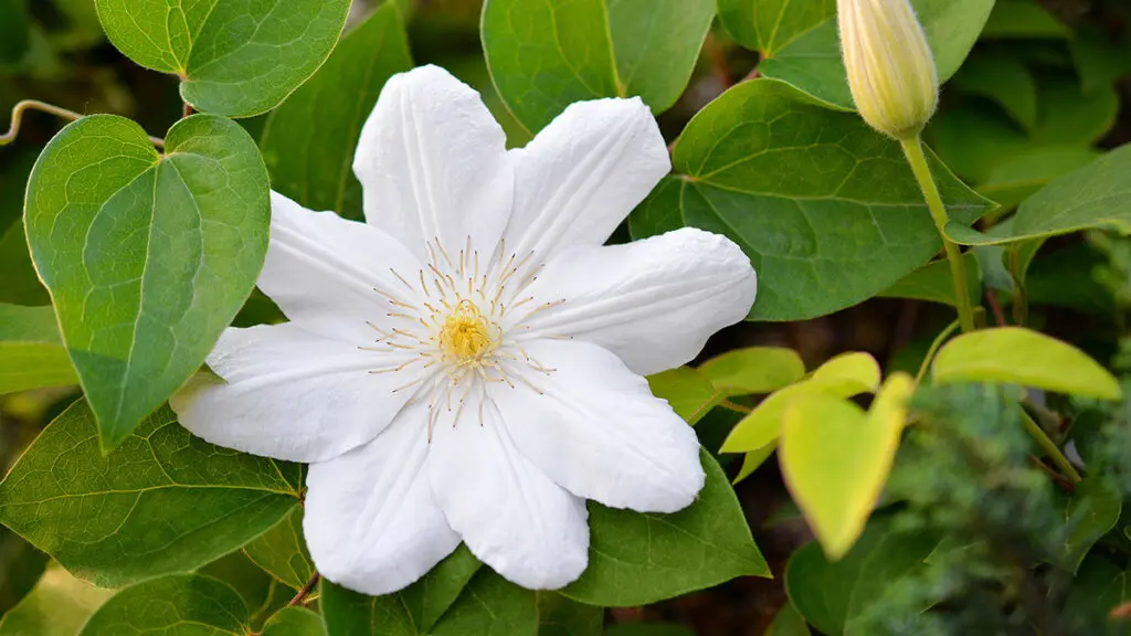 Flower of white clematis in the spring garden. Bush of white clematis.