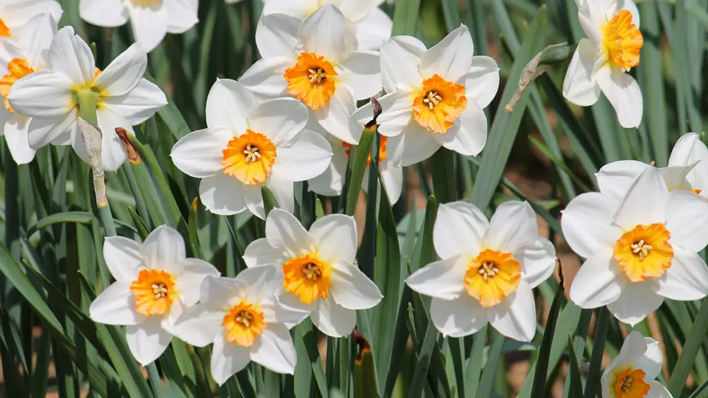 Large group of blooming white daffodils on flowerbed. Cultivars