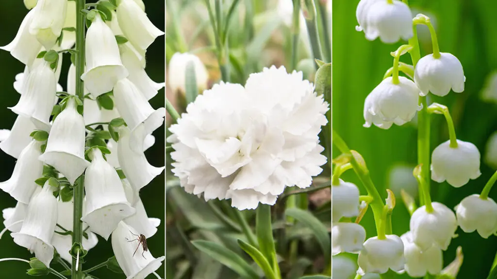 types of white flowers hero