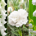 types of white flowers hero