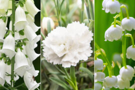 Pure Radiance: Exploring the 25 Most Popular Types of White Flowers