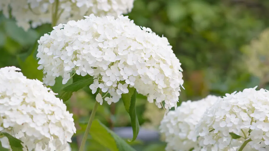 Inflorescence of a white hydrangea
