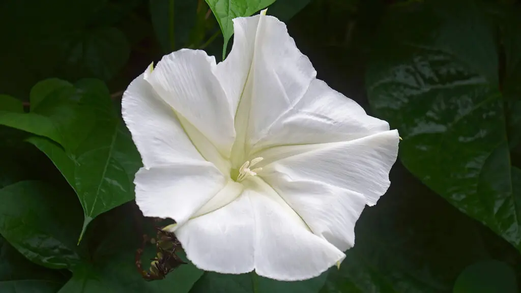 Tropical white morning glory (Ipomoea alba). Called Moonflower a