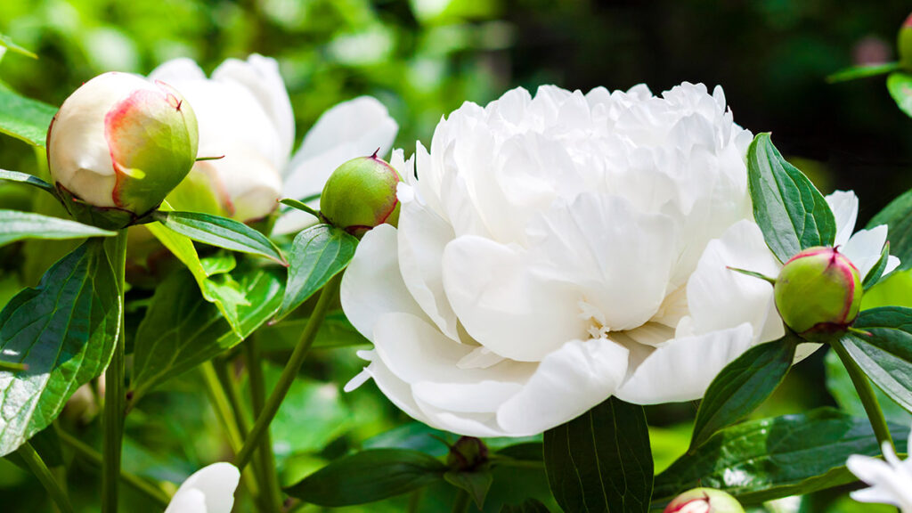 Close up of white peony on green background