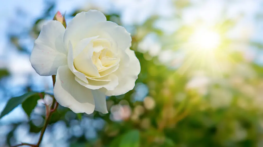 types of white flowers White rose