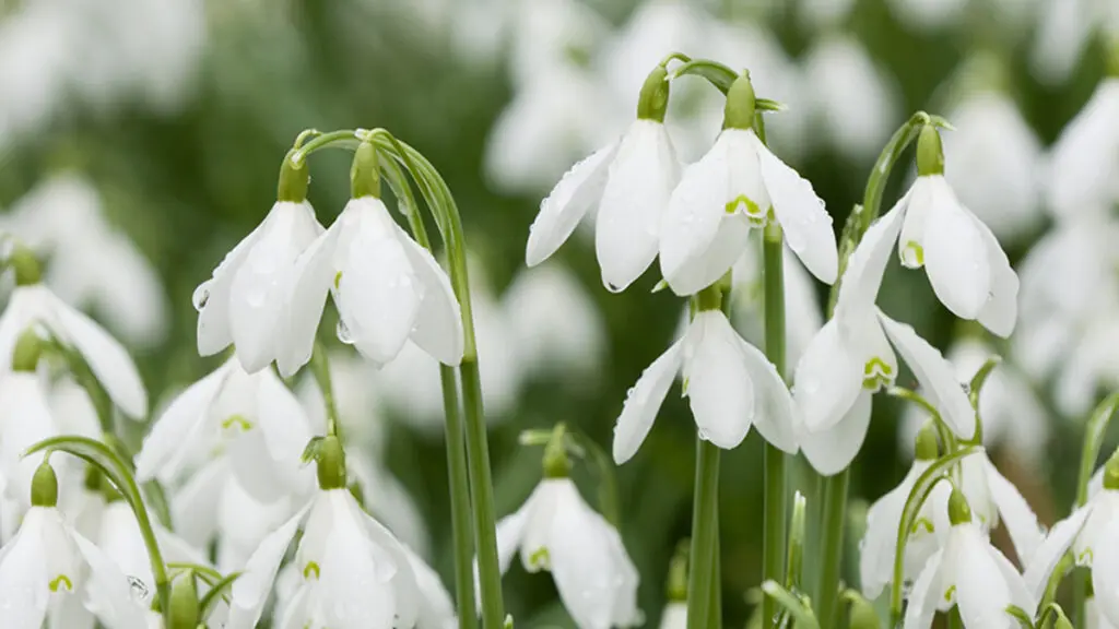 types of white flowers snowdrop
