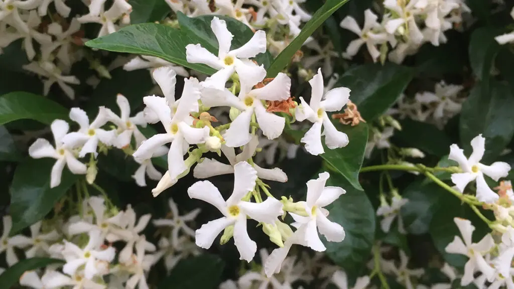 types of white flowers star jasmine