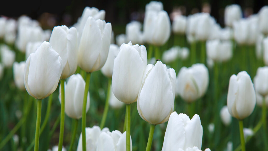 Many white tulips in garden close. Summer decorative flower. Nat