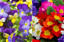 February Birth Flowers: All About the Violet and Primrose