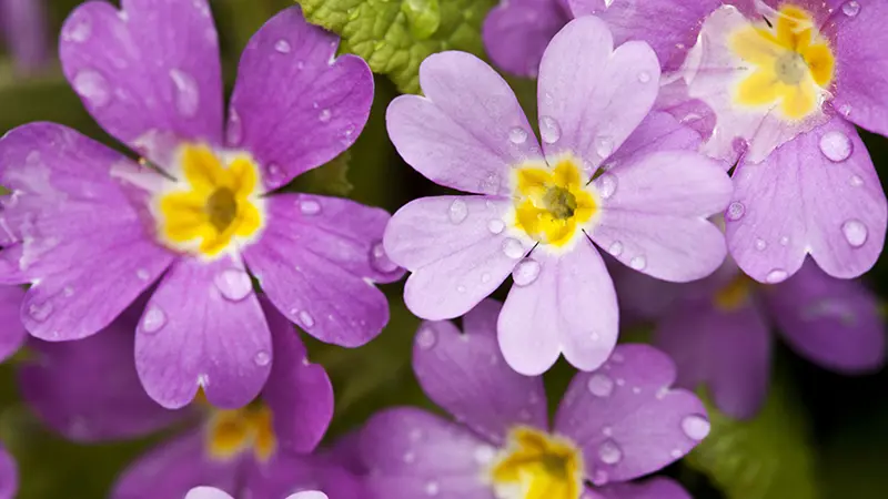 violet primula with raindrops