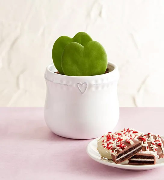 last-minute valentine's day gift ideas Heart Succulents