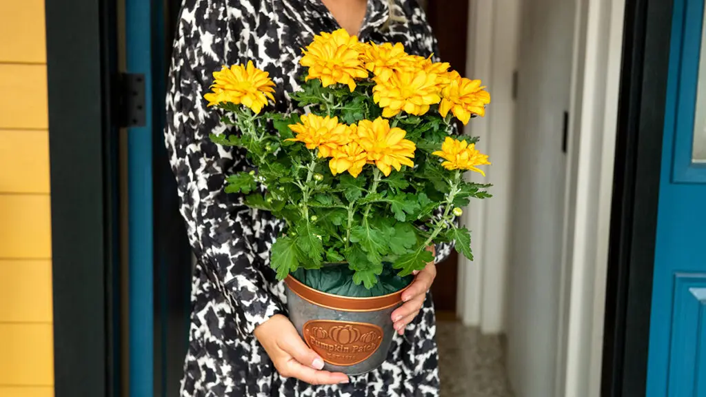 most romantic flowers chrysanthemum