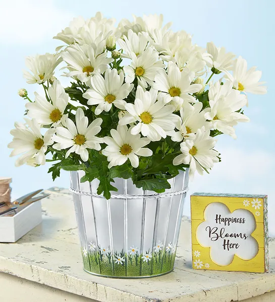 planting guide Happy Daisy