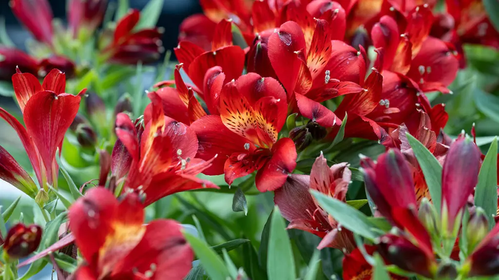 Alstroemeria, commonly called the Peruvian lily or lily of the I