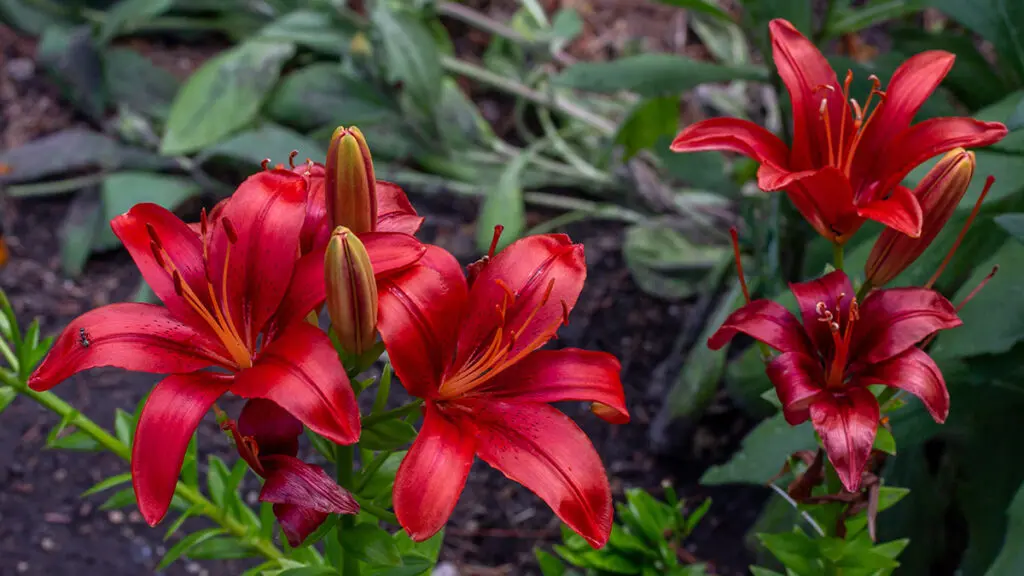 Close up view of beautiful large bright red flower blossoms on a