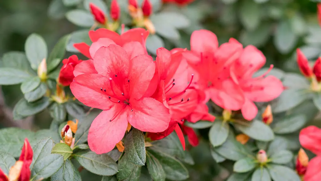 Brightly red azalea flowers close up. Large red camellia flowers close up