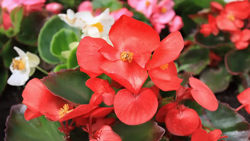Red begonia flowers