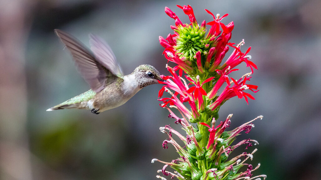 Hummingbird feeds on a cardinal flower